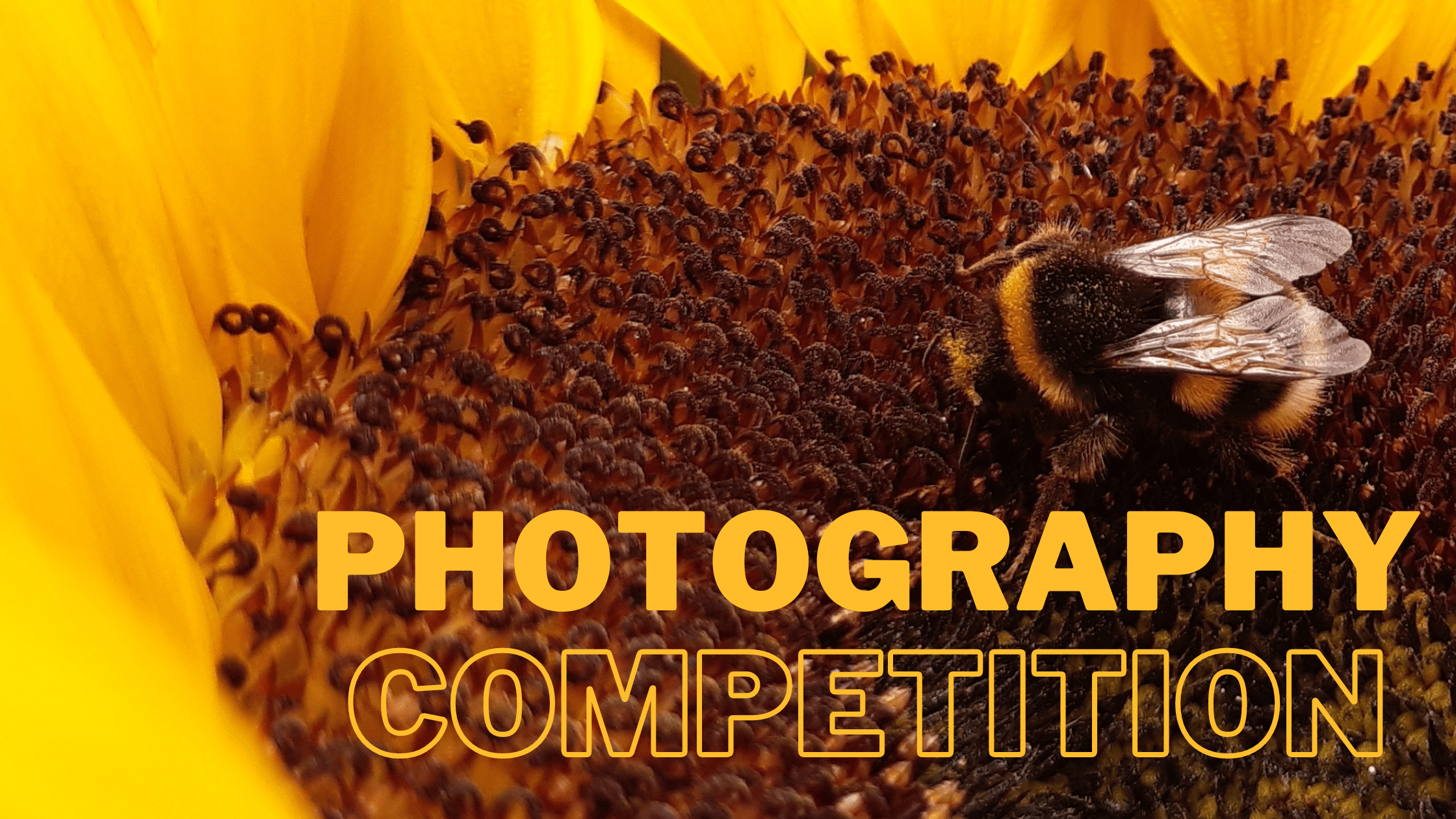 A banner introducing our Photography Competition 2022 - the background image is a close up of a bee on a sunflower.