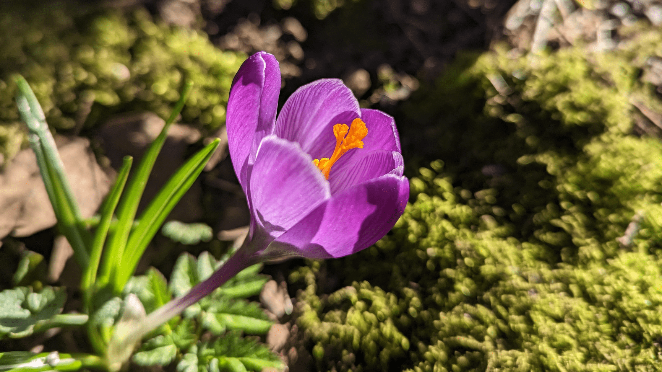 A purple crocus flowering