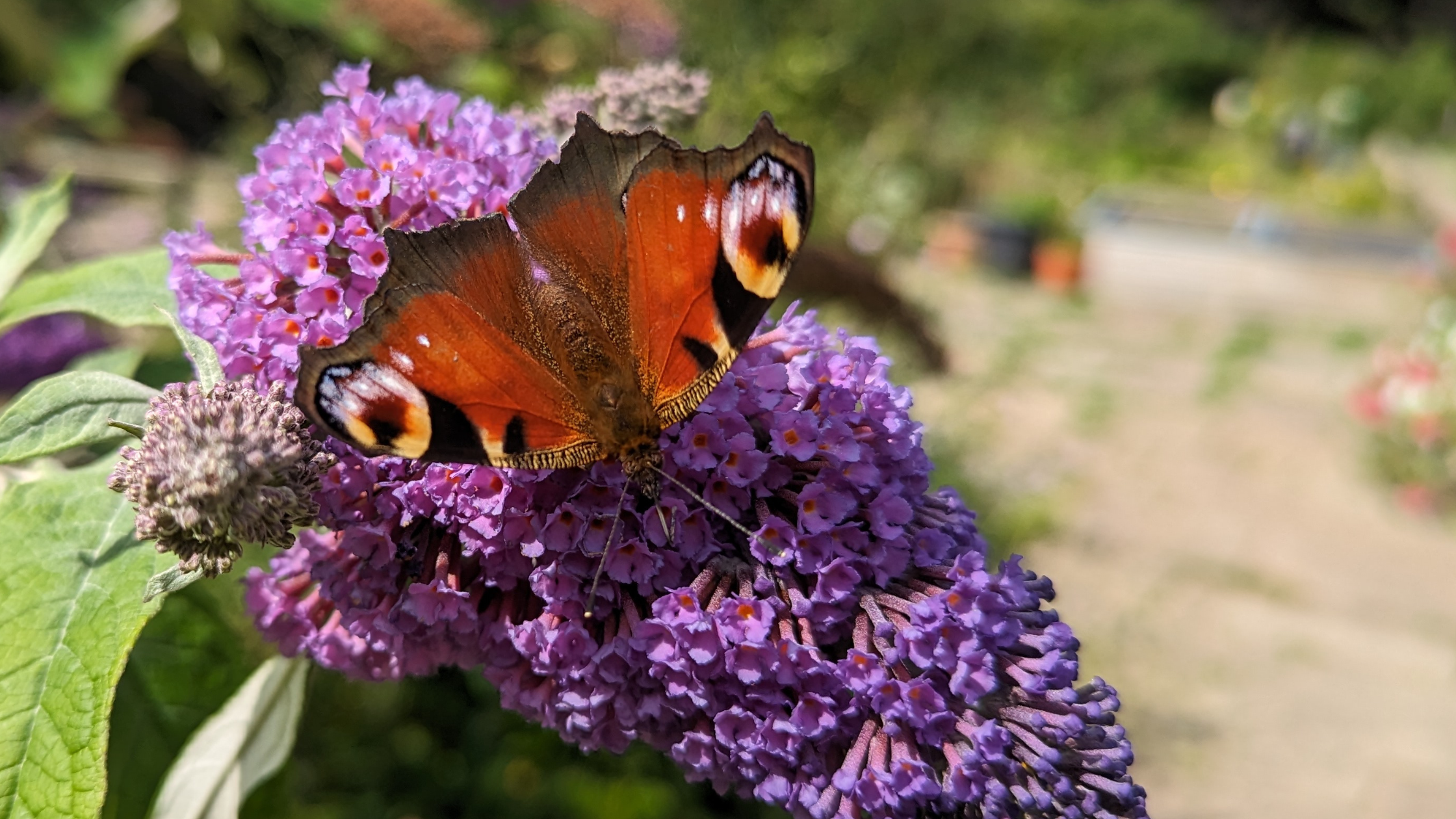 A peacock butterfly at the Gardening Project